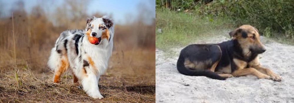 Indian Pariah Dog vs Australian Shepherd - Breed Comparison