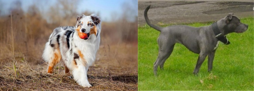 Irish Bull Terrier vs Australian Shepherd - Breed Comparison