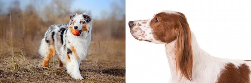 Irish Red and White Setter vs Australian Shepherd - Breed Comparison