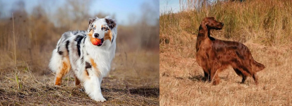 Irish Setter vs Australian Shepherd - Breed Comparison