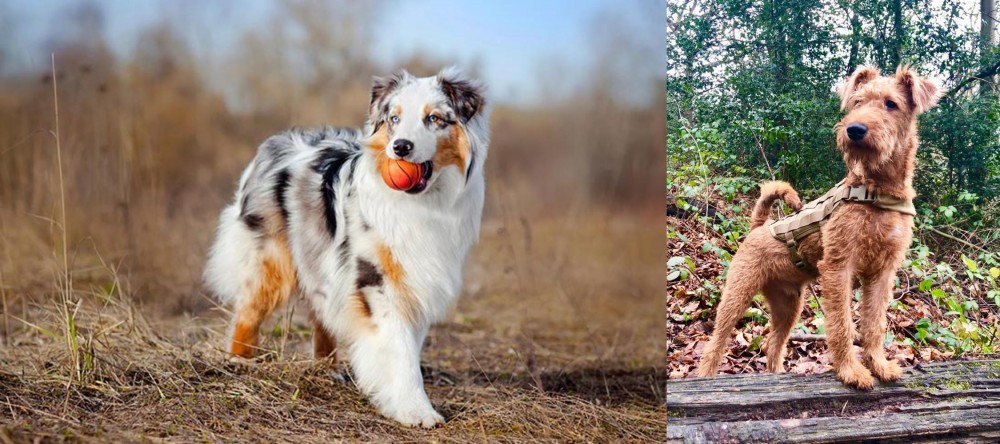 Irish Terrier vs Australian Shepherd - Breed Comparison