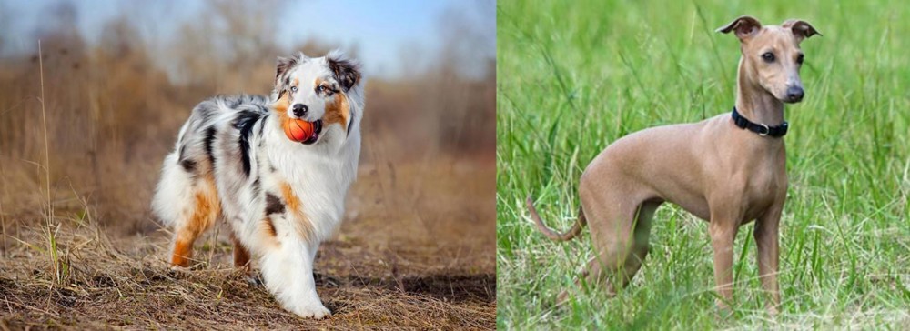 Italian Greyhound vs Australian Shepherd - Breed Comparison