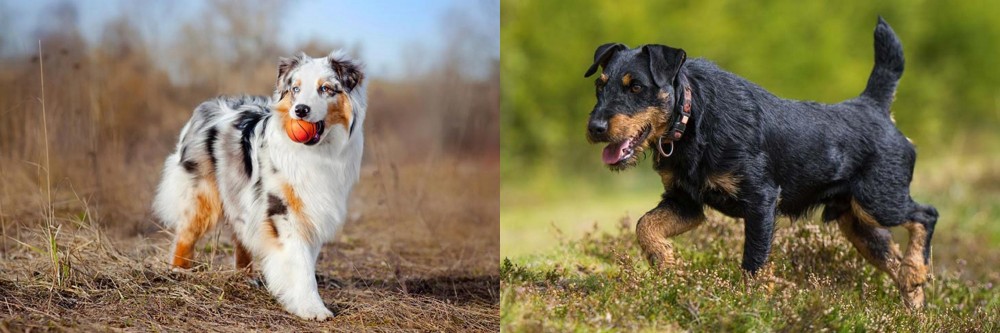 Jagdterrier vs Australian Shepherd - Breed Comparison