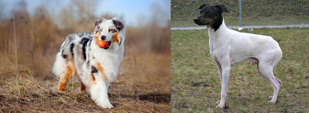 Japanese Terrier vs Australian Shepherd - Breed Comparison
