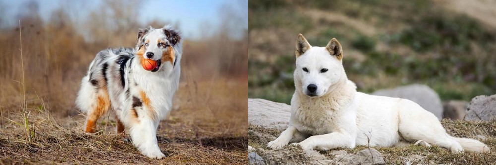 Jindo vs Australian Shepherd - Breed Comparison