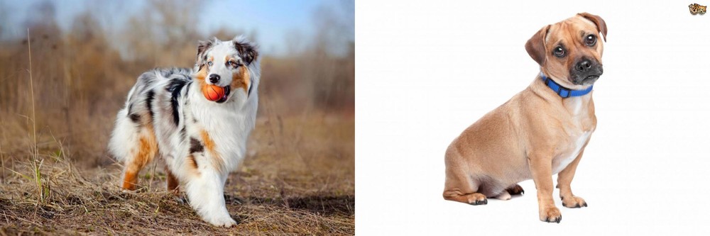 Jug vs Australian Shepherd - Breed Comparison