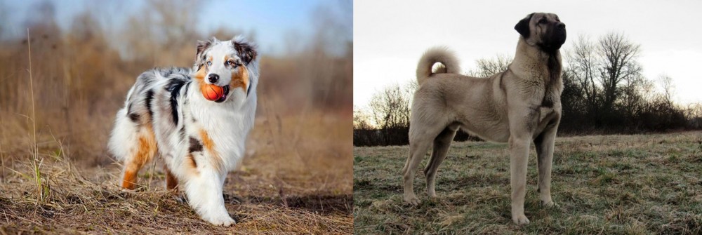 Kangal Dog vs Australian Shepherd - Breed Comparison