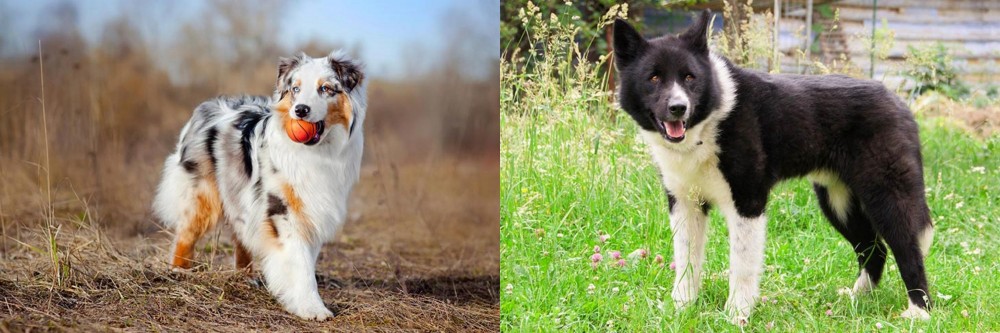 Karelian Bear Dog vs Australian Shepherd - Breed Comparison