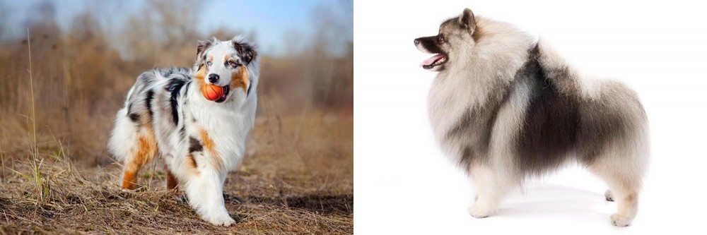 Keeshond vs Australian Shepherd - Breed Comparison