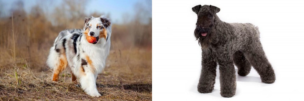 Kerry Blue Terrier vs Australian Shepherd - Breed Comparison