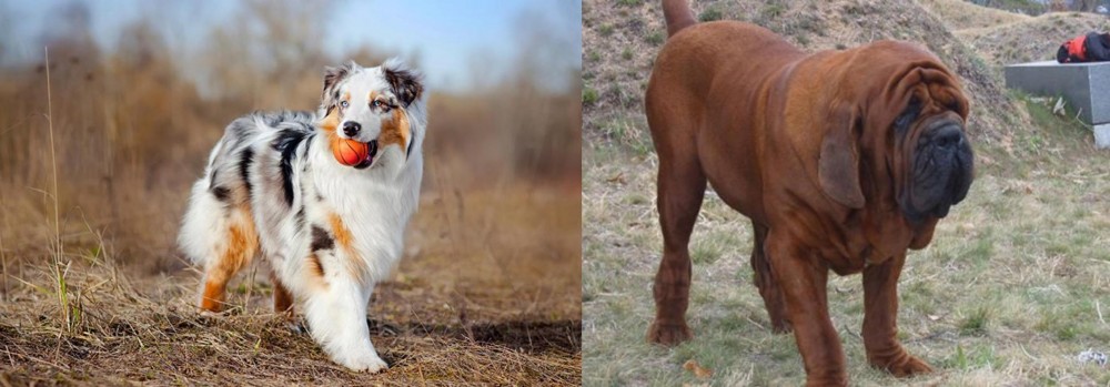 Korean Mastiff vs Australian Shepherd - Breed Comparison