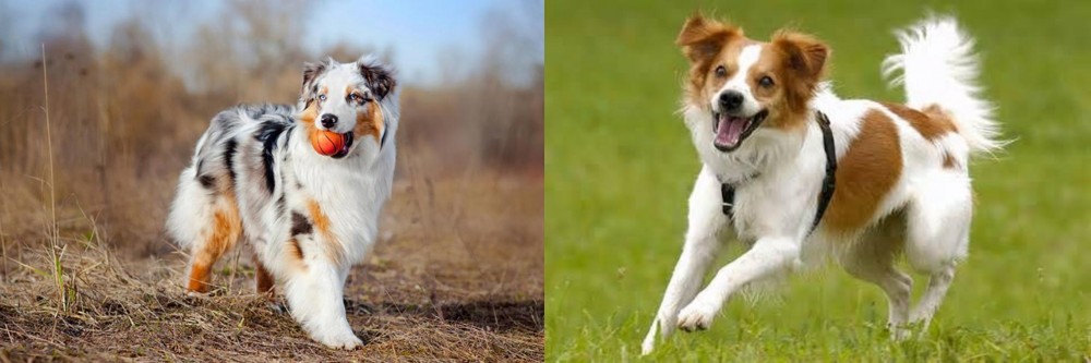Kromfohrlander vs Australian Shepherd - Breed Comparison