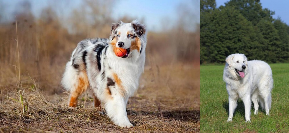 Kuvasz vs Australian Shepherd - Breed Comparison