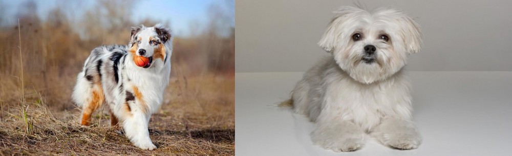 Kyi-Leo vs Australian Shepherd - Breed Comparison