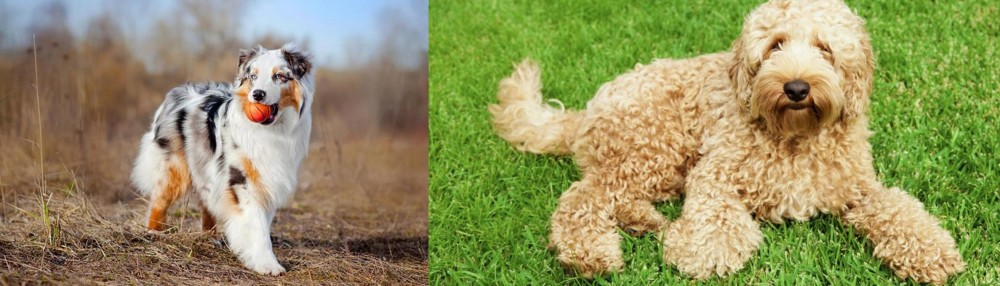 Labradoodle vs Australian Shepherd - Breed Comparison