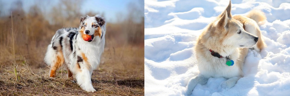 Labrador Husky vs Australian Shepherd - Breed Comparison