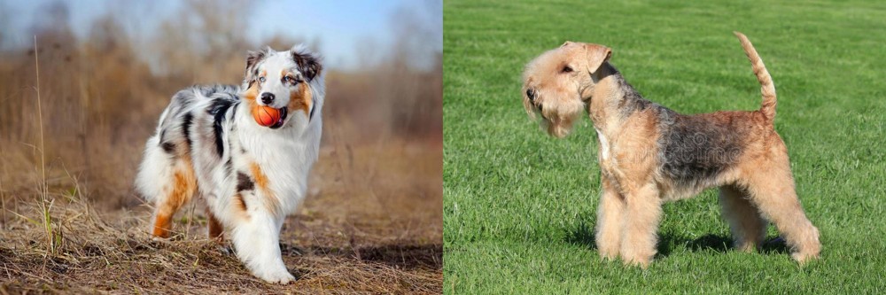 Lakeland Terrier vs Australian Shepherd - Breed Comparison