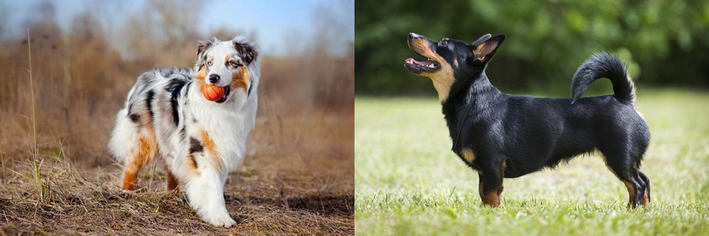 Lancashire Heeler vs Australian Shepherd - Breed Comparison