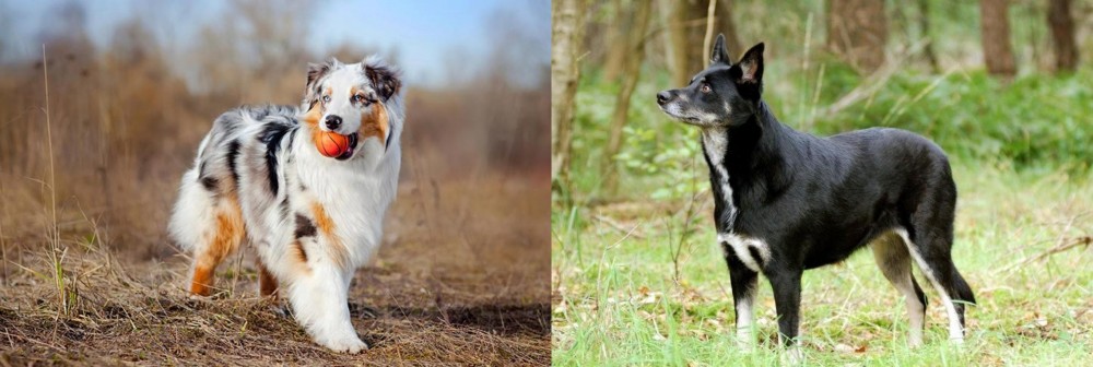 Lapponian Herder vs Australian Shepherd - Breed Comparison