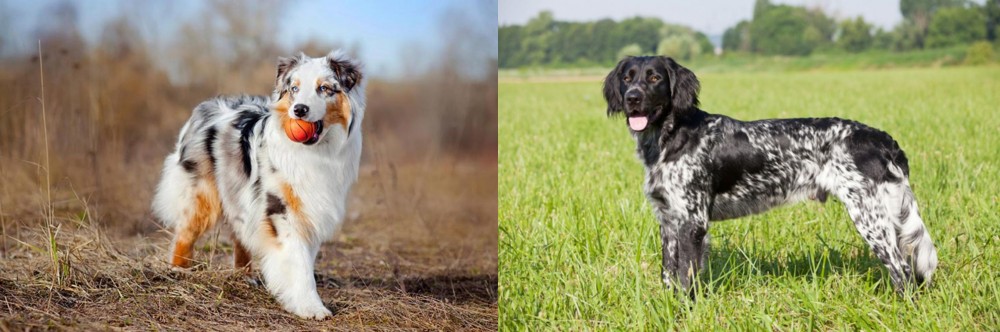 Large Munsterlander vs Australian Shepherd - Breed Comparison