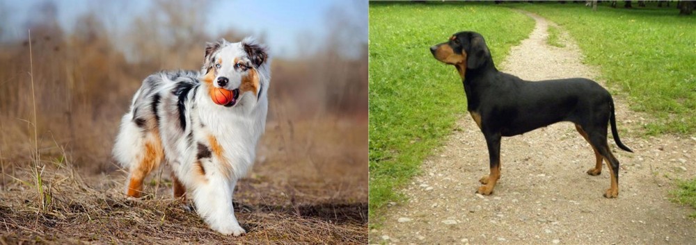Latvian Hound vs Australian Shepherd - Breed Comparison