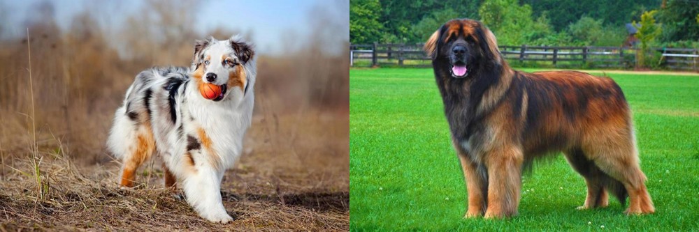 Leonberger vs Australian Shepherd - Breed Comparison