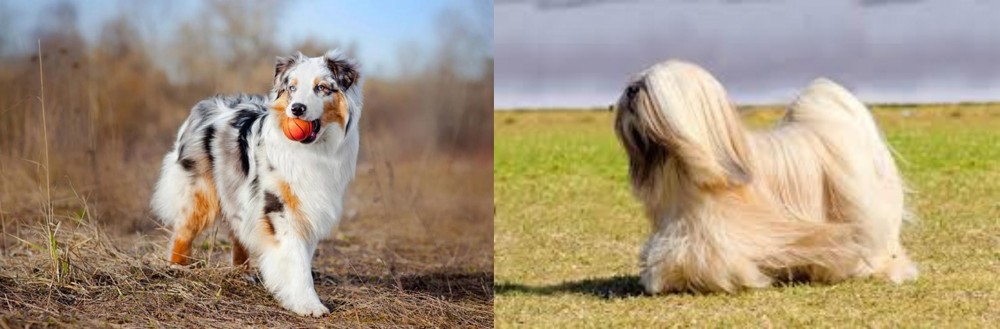 Lhasa Apso vs Australian Shepherd - Breed Comparison