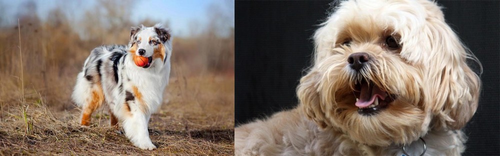 Lhasapoo vs Australian Shepherd - Breed Comparison