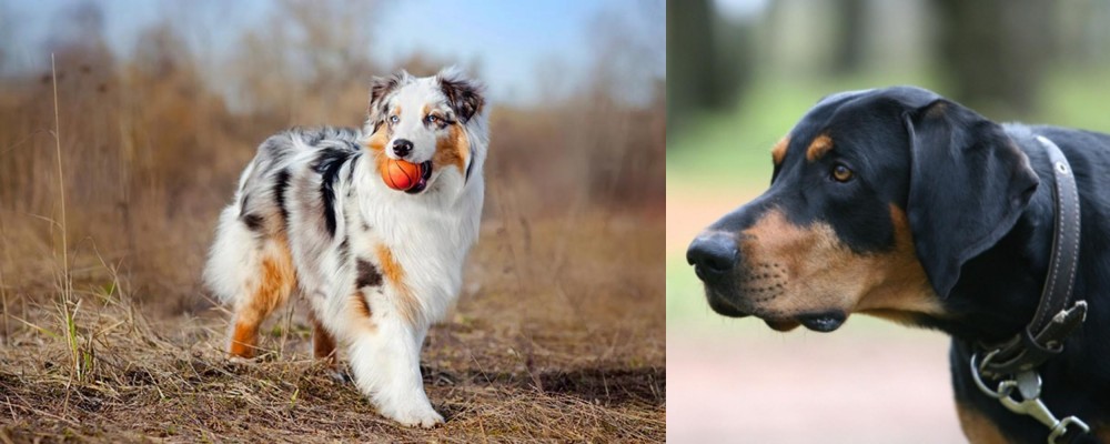 Lithuanian Hound vs Australian Shepherd - Breed Comparison