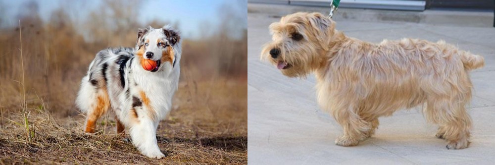 Lucas Terrier vs Australian Shepherd - Breed Comparison