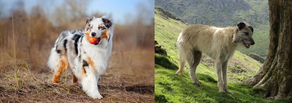 Lurcher vs Australian Shepherd - Breed Comparison
