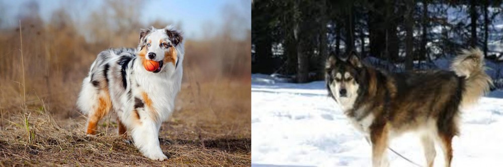 Mackenzie River Husky vs Australian Shepherd - Breed Comparison