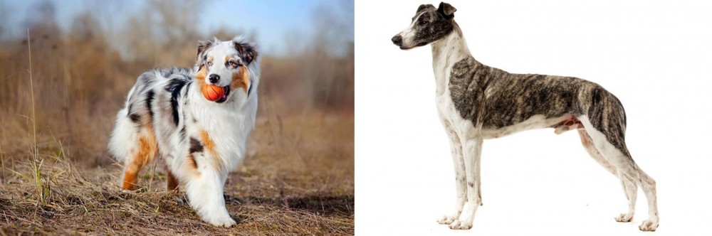 Magyar Agar vs Australian Shepherd - Breed Comparison