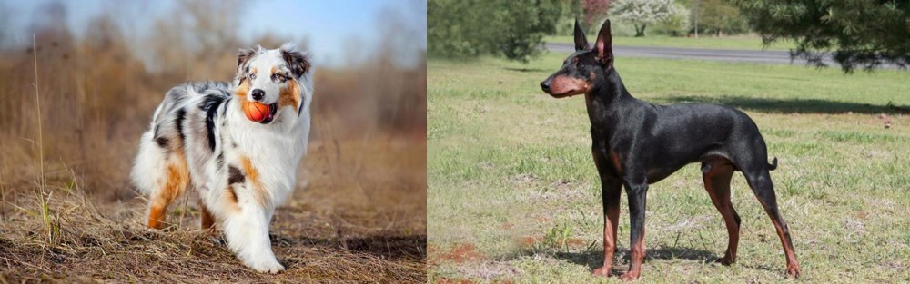 Manchester Terrier vs Australian Shepherd - Breed Comparison