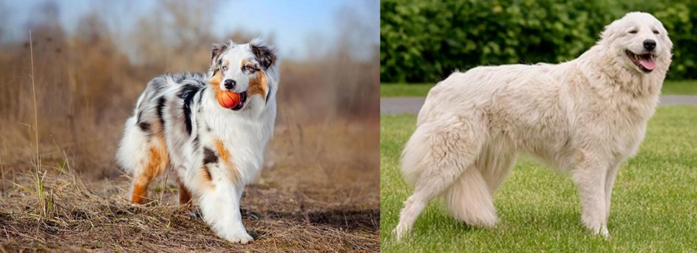 Maremma Sheepdog vs Australian Shepherd - Breed Comparison