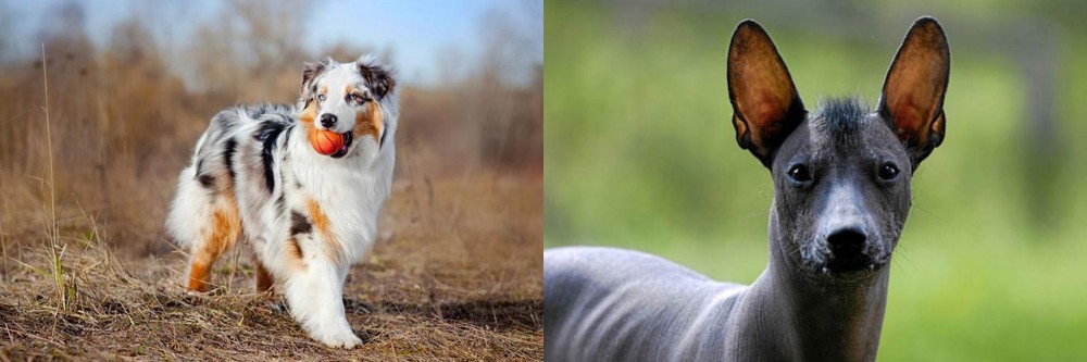 Mexican Hairless vs Australian Shepherd - Breed Comparison
