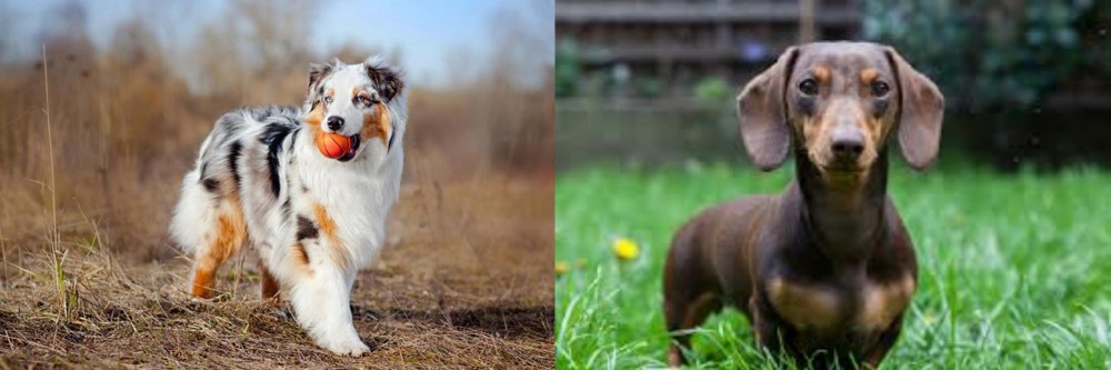 Miniature Dachshund vs Australian Shepherd - Breed Comparison