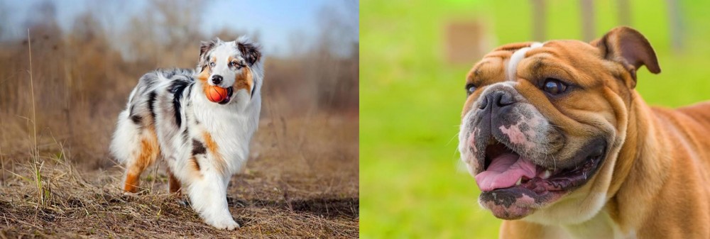 Miniature English Bulldog vs Australian Shepherd - Breed Comparison