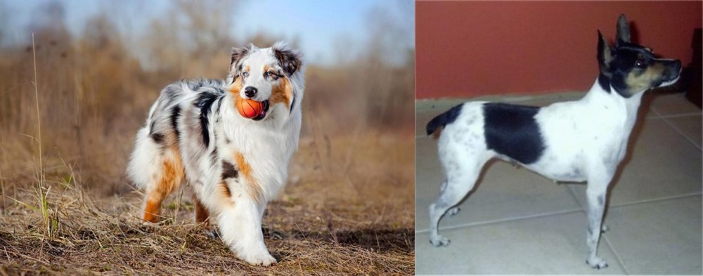 Miniature Fox Terrier vs Australian Shepherd - Breed Comparison