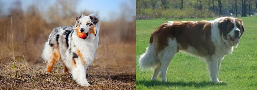 Moscow Watchdog vs Australian Shepherd - Breed Comparison