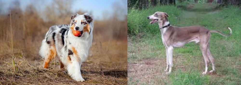Mudhol Hound vs Australian Shepherd - Breed Comparison