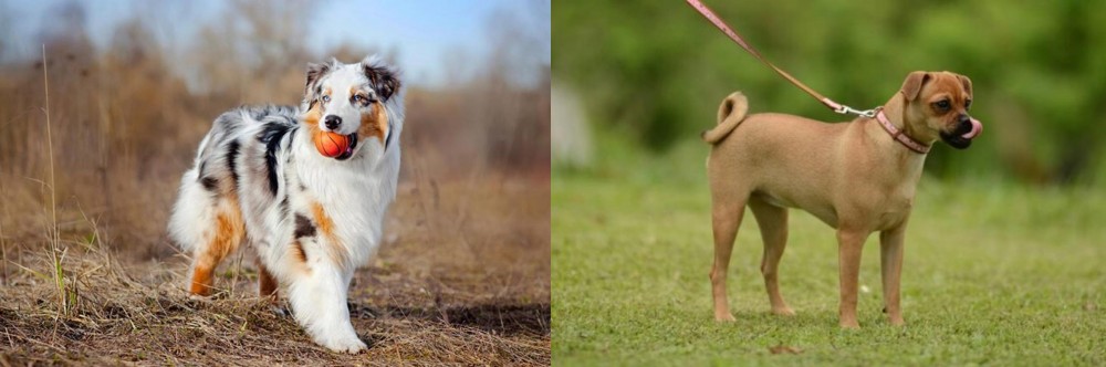Muggin vs Australian Shepherd - Breed Comparison