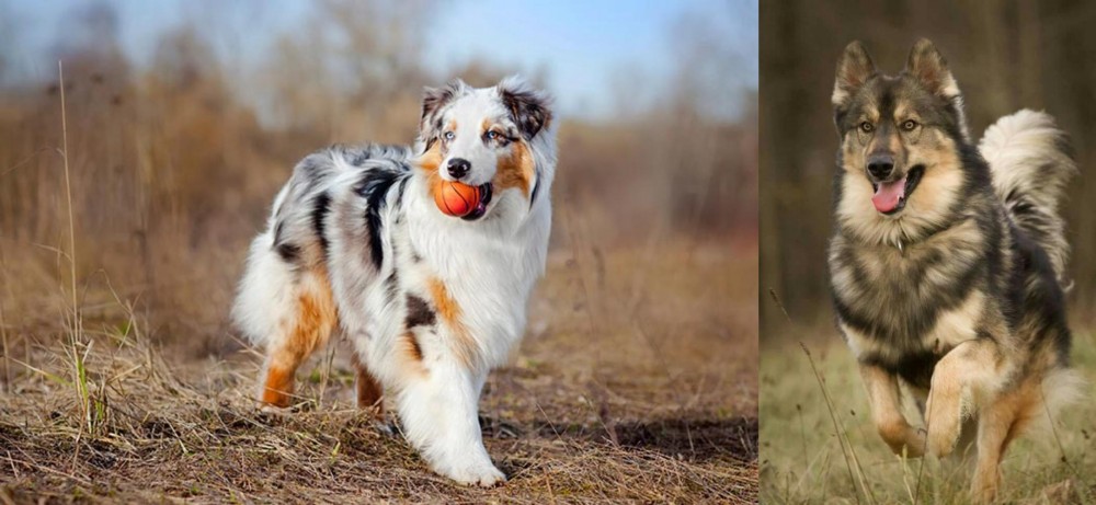 Native American Indian Dog vs Australian Shepherd - Breed Comparison