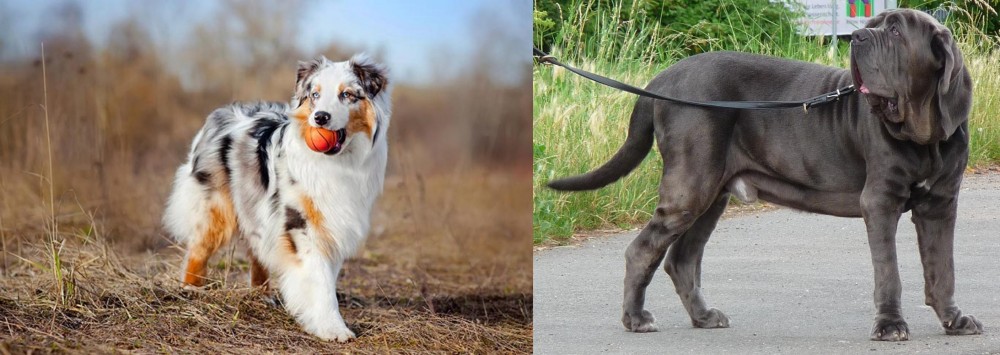 Neapolitan Mastiff vs Australian Shepherd - Breed Comparison