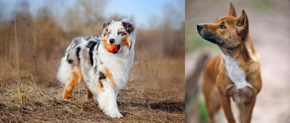 New Guinea Singing Dog vs Australian Shepherd - Breed Comparison