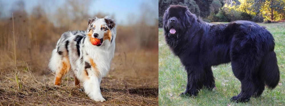 Newfoundland Dog vs Australian Shepherd - Breed Comparison