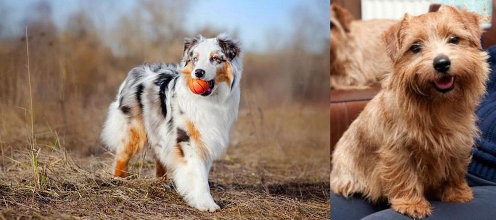 Norfolk Terrier vs Australian Shepherd - Breed Comparison