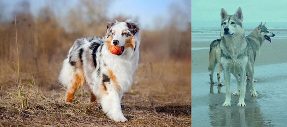 Northern Inuit Dog vs Australian Shepherd - Breed Comparison