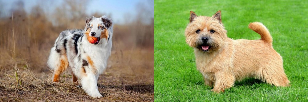 Norwich Terrier vs Australian Shepherd - Breed Comparison