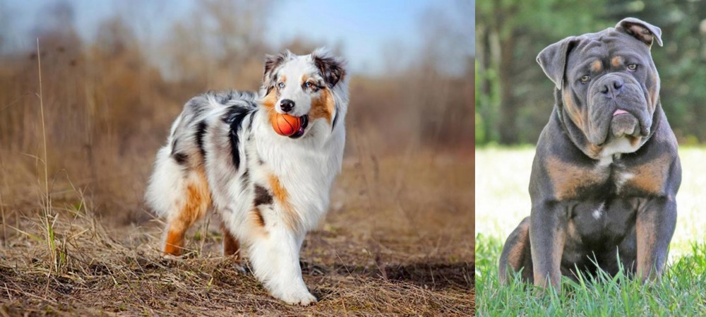 Olde English Bulldogge vs Australian Shepherd - Breed Comparison